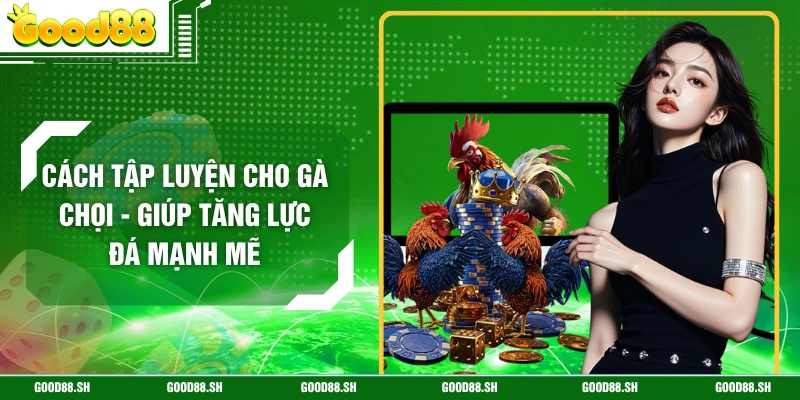 Cách Tập Luyện Cho Gà Chọi - Giúp Tăng Lực Đá Mạnh Mẽ