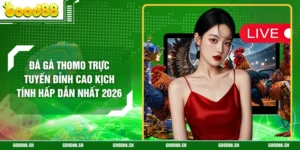 Đá Gà Thomo Trực Tuyến Đỉnh Cao Kịch Tính Hấp Dẫn Nhất 2026