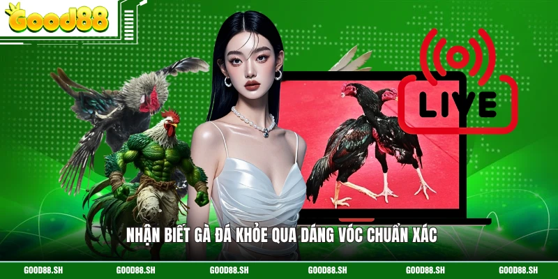 Nhận biết gà đá khỏe qua dáng vóc chuẩn xác